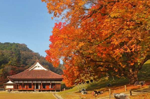 特別史跡「旧閑谷学校」楷の木の紅葉と紅葉に染まる琴弾の滝!山陽・名紅葉めぐりと松茸&作州黒毛和牛食べ放題【大和八木・橿原神宮発】1